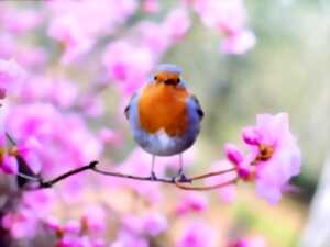 photo Au printemps, les oiseaux