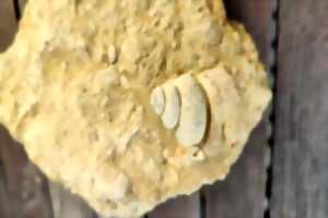 photo Atelier famille : Dégagement et préparation de fossiles