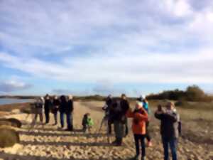 photo Formation aux oiseaux du littoral : l'identification des limicoles (niveau perfectionnement))