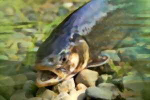 Concours de pêche