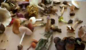 Les secrets de champignons à Versigny !