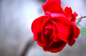 photo Le Petit Périgord | Menu de la Saint-Valentin