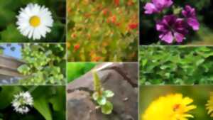 Sortie nature : Des plantes à croquer