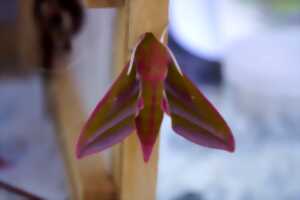 photo Balade Nature : A la découverte des papillons
