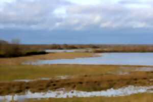 À la découverte de la Réserve Terre et Etangs de Brenne Massé-Foucault