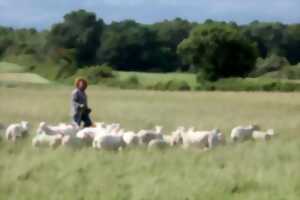 photo Transhumance des brebis de la ferme de Gommiers