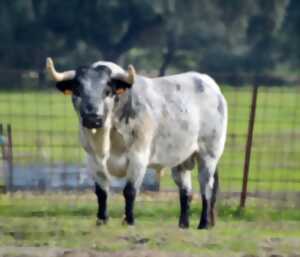 photo Corrida de la Féria