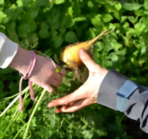 photo Visite ludique d'un potager en permaculture