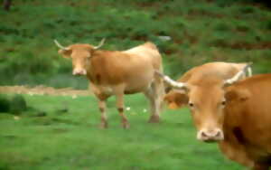 Balade découverte autour de la betizu ,vaches sauvages du Pyas Basque.