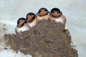 photo Reconnaissance des oiseaux de jardin et comptage des nids d'hirondelles