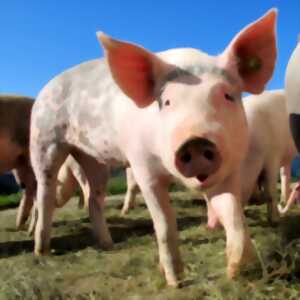 Visite de ferme, polyculture et élevage porcin en agriculture biologique à Azé