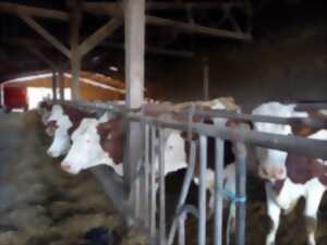 photo Oh la vache ! Visite d'une exploitation fromagère familiale