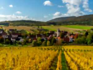 photo Randonnée dans les vignes de Wissembourg
