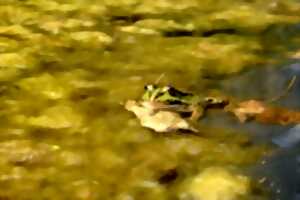 photo Abeilles sauvages et autres petites bêtes de l'air