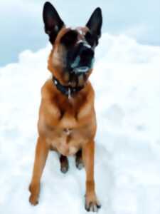 photo Démonstration de recherche avec un chien d’avalanche