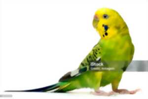 photo Bourse aux oiseaux