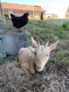 photo Visite active et pédagogique de la ferme Equi'libre