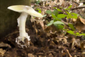 photo Formation champignons