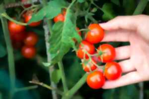 Foire à la Tomate