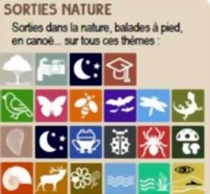 Sortie nature : Nuit de la chauve-souris à Sainte-Ouenne