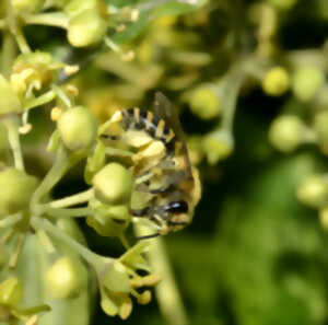 photo En quête des insectes pollinisateurs !