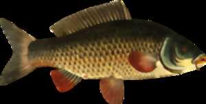 Enduro 72 heures de pêche à la carpe