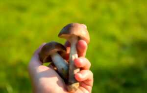 photo Sortie et conférence : les champignons