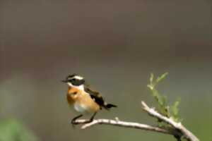 photo Oiseaux, traces et indices d'oiseaux