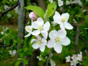 photo Les orchidées des pelouses sèches