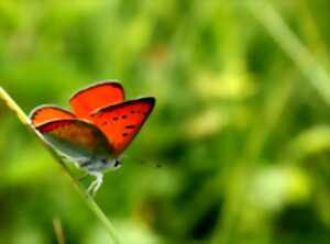 photo Mélanie Bardet en animation : et si vous lanciez votre propre élevage pour vos animaux ?