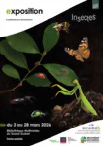 photo Exposition : Insectes