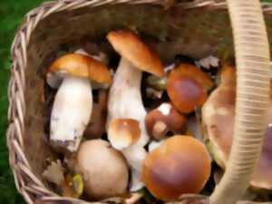 photo Sortie autour des champignons