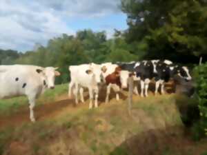 photo Visite de la ferme de Lorthe : vaches laitières et veaux