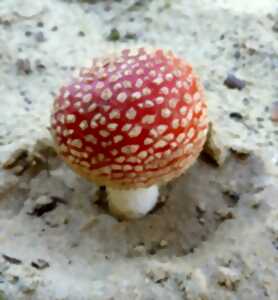 Le petit peuple des champignons