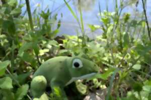 Fête des mares : Phibie la grenouille