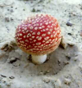 photo Visite guidée 12 mois/12 : Le petit peuple des champignons