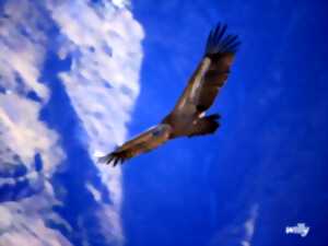 photo Randonnée accompagnée Mendi Gaiak : sur les traces des vautours