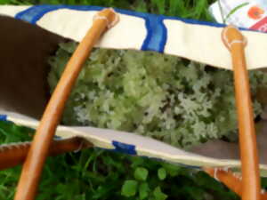 photo Plantes sauvages comestibles