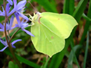 photo Minute papillon !