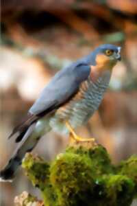 Rapaces nicheurs en Brenne ANNULÉ