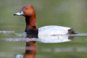 Les oiseaux d'eau du Domaine du Plessis