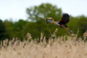 photo Les oiseaux de la réserve de Chérine