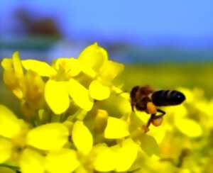 photo Rencontre avec un apiculteur