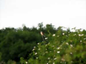 Oiseaux, papillons et orchidées des communaux de Rosnay