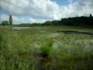 Réserve Naturelle de Chérine : les étangs de la Touche et Purais