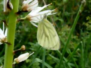 Papillonnez sur la Réserve