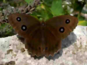 Papillons de Brenne