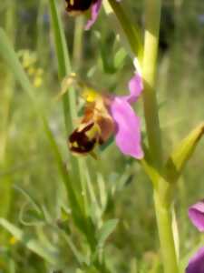 photo Orchidées en vallée du Suin