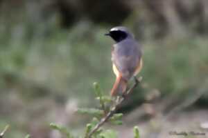 photo Reconnaissance des chants d’oiseaux