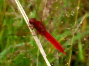 photo Libellules  et autres bêtes ailées sur l'étang Vieux